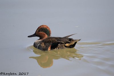 Green-winged teal