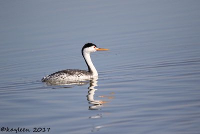 Clarks grebe