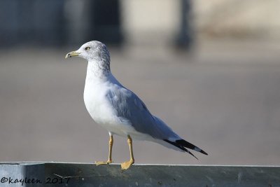 Ringed-bill gull