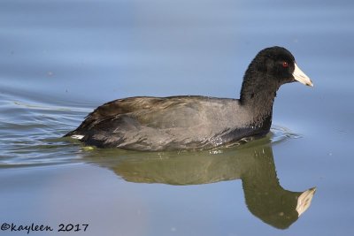 American coot