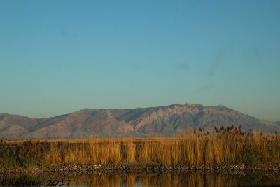 Bear River Migratory Bird Refuge---October 2017