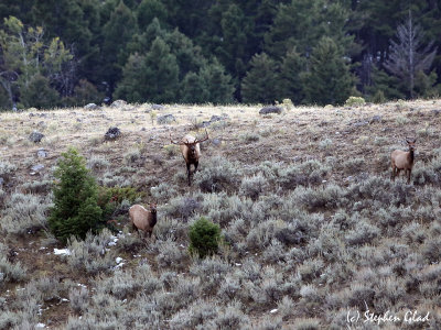 Bull Elk 6x6 with cows