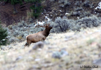 Bull Elk 6x6