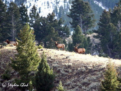 Bull Elk 6x6 with cows