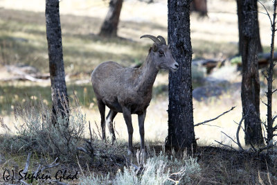 Big Horn Sheep (ewe)