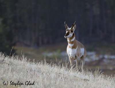 Pronghorn Antelope