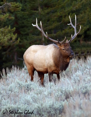 Bull Elk 6x6