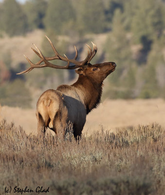 Bull Elk 6x6