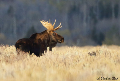 Bull Moose
