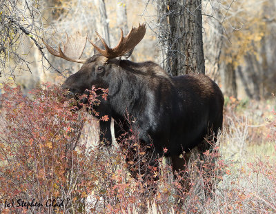 Bull Moose