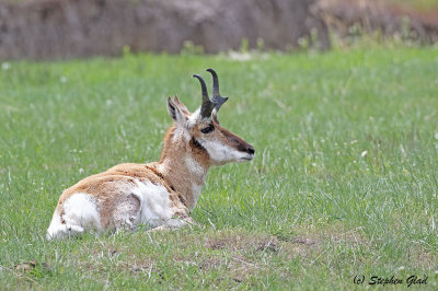 Pronghorn Antelope