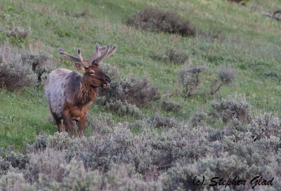 Bull Elk in Velvet