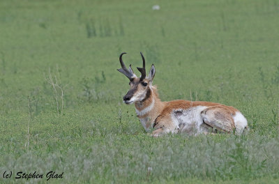 Pronghorn Antelope