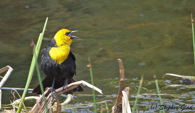 Yellow-headed Blackbird