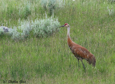 Sandhill Crane