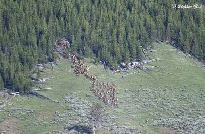 Elk Herd