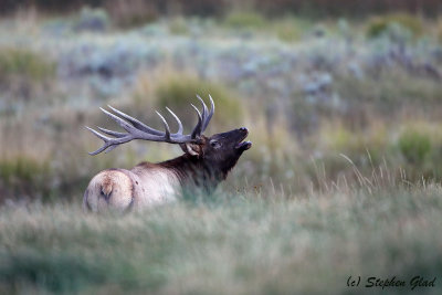 Bull Elk