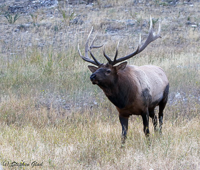 Bull Elk