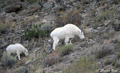 Mountain Goat (Nanny and Kid)