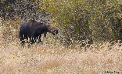 Cow Moose