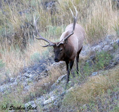 Bull Elk 6x6