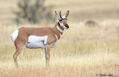 Pronghorn Antelope