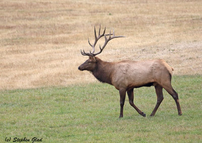 Bull Elk 7x7