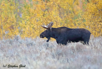 Bull Moose