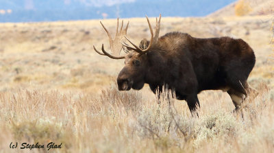 Bull Moose
