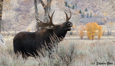Bull Moose
