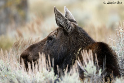 Cow Moose