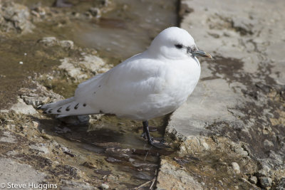 Ivory Gull-3171.jpg