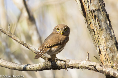 Colima Pygmy-Owl-2349.jpg