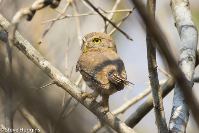Colima Pygmy-Owl-2357.jpg