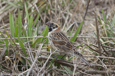 Lapland Longspur-3359.jpg