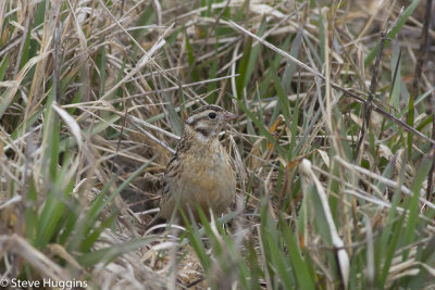 Smiths Longspur-3412.jpg