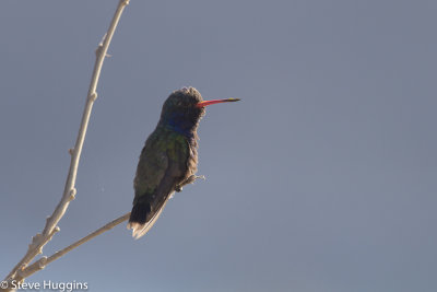 Doubledays Hummingbird-2813.jpg