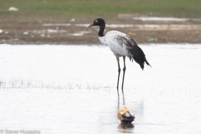 Black-necked Crane-5788.jpg