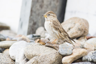 Rock Sparrow-5885.jpg