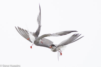 Common Tern-6100.jpg