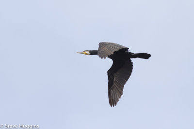 Great Cormorant-6162.jpg