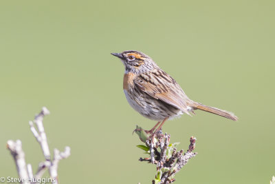 Rufous-breasted Accentor-6806.jpg