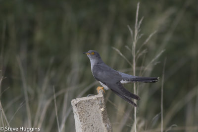Common Cuckoo-7722.jpg