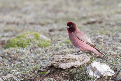 Tibetan Rosefinch-7899.jpg