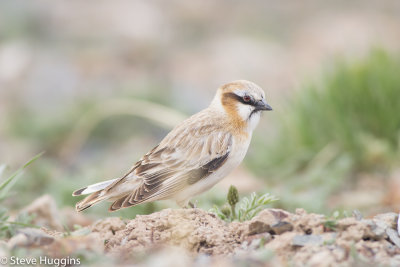 Rufous-necked Snowfinch-8014.jpg