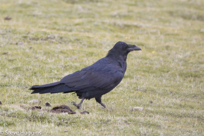 Common Raven-8128.jpg