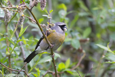 Grey-headed Bullfinch-8889.jpg