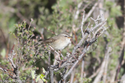 Smoky Warbler-6556.jpg