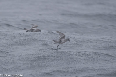 Fork-tailed Storm-Petrel-0434.jpg