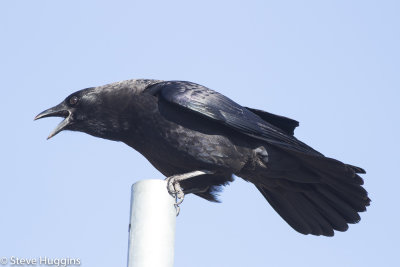 American Crow-0783.jpg